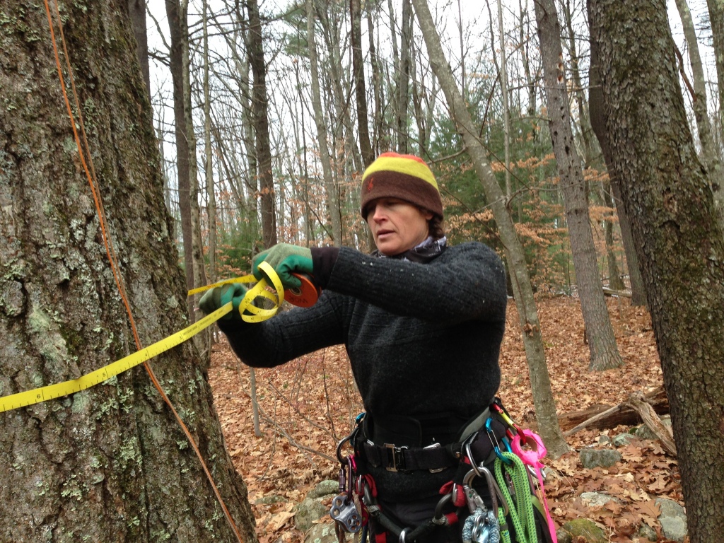 Taking my tree's measure. BT QURU 03 is a tagged, tracked research specimen in a long term phenology study at the Harvard Forest. It measures 30.8 inches in diameter at breast height and is about 100 years old.